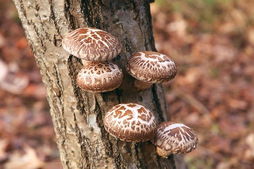 shiitake na stromě